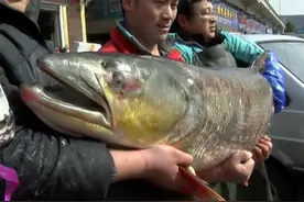 水深167米！一年打鱼1.2亿斤，禁渔10年的丹江口水库，鱼有多大？图片