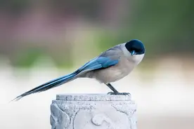 寓言故事：“喜鹊的三个发财忠告”，故事虽小，道理却大，收藏了图片