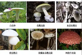 食品安全警示：野生蘑菇不要吃图片