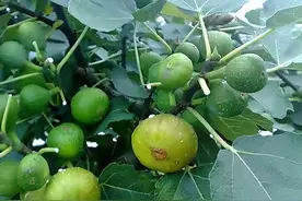 适合家庭栽种的“4种果树”，皮实好养挂果多，果子漂亮美味喜庆图片