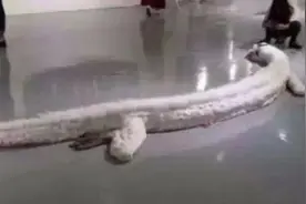 蛇最长能活多久，修炼500年真能化蛟龙？“长江走蛟”是咋回事？图片