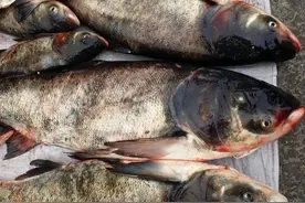 民以食为天——鳙鱼图片