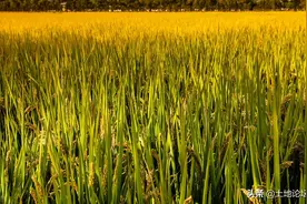 2022年稻谷补贴标准多少钱一亩？哪些人可以领？图片