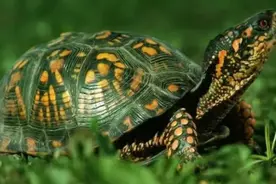 五年养龟人，教新龟友怎么养好爱龟，少走弯路，一起加油图片