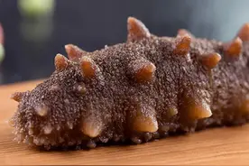 海参泡发不大？萌叔帮您把原因找到了图片