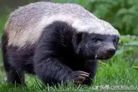 脾气暴躁的“平头哥”和蛇类的天敌“蛇獴”，究竟谁更厉害？图片