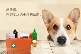 如何预防柯基犬的疾病？图片