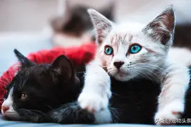 出门看见猫是什么预兆 没含义或者是好运图片