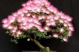 合欢树为什么叫鬼树？不要再被传说迷惑了，其实好看实用又好养活图片