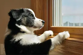 养狗后，你会发现这15个神奇现象图片