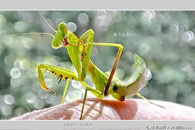 聊手机摄影（14）手机昆虫摄影，了解昆虫习性，拍精美昆虫作品图片