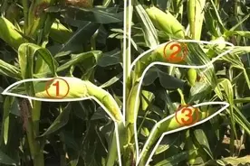 未来可期，亩产可达四千斤？一株结3棒，棒棒长26㎝与登海605对比图片