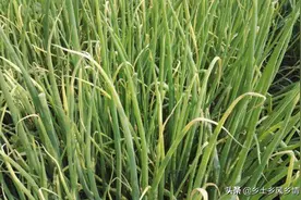 香葱叶上有白斑，还越治越多？蔬菜专家：防治需要对症下药图片
