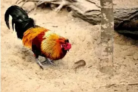 在蜈蚣面前公鸡的段位有多高？身为五毒之一，竟毒不死公鸡图片