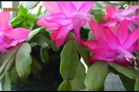 蟹爪兰开花极有观赏价值，今天介绍四种树木，都可以嫁接蟹爪兰图片