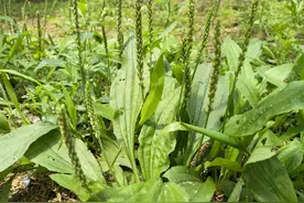 “车前草”是个宝，用它来泡水喝，或可以帮助解决这4个问题图片