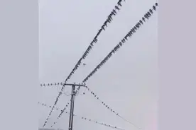 东北一地下雪气温骤降，女子看到一幕壮观景象：它们没来及飞南方图片