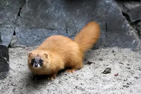 97年河南黄鼠狼“讨封”事件，村民说了什么？黄鼠狼到底特别在哪图片