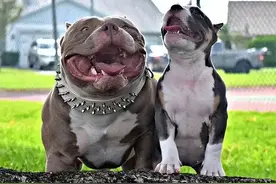 恶霸犬真的是恶犬？图片