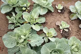 种植蔬菜的福音来了，三种无害“杀虫剂”，定期喷无虫口图片