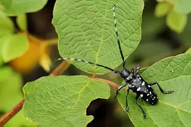 山东常见中大型天牛图鉴图片