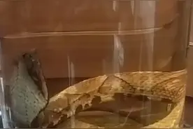 餐厅里面惊现一条可爱的五步蛇图片