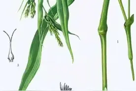 何为薏苡之谤，你知道吗图片