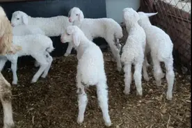 讲一下养羊过程中需要预防的七种大型传染病和治疗方式图片