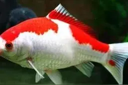 鱼缸玻璃上长的是什么东西？今天说一个让鱼缸永远保持干净的方法图片