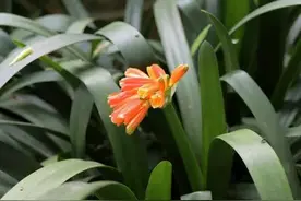 五月末，养护君子兰要做4件事，还能再开一茬花，很漂亮图片