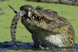 喜欢吃鳄鱼的鸟你见过吗？吃就算了，还要狠狠地羞辱鳄鱼15分钟图片