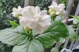 茉莉花界的“巨无霸”，花大如鸡蛋，清香型，多季绽放，值得拥有图片