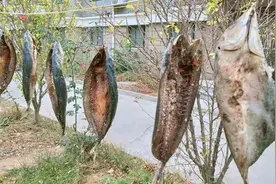 腌制咸鱼，是晒干还是风干？很多人做错，难怪咸鱼不出油还会变臭图片
