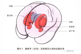 基底节-内囊-丘脑解剖——传导束图太强大了，清晰明了图片