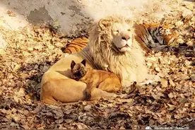 冬日游园攻略已备好，请查收图片