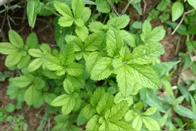 跟我一起认识下我们家乡常吃的6种野菜，附带图片，对着挖准没错图片