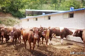 “兰牛倌”养牛记图片