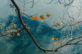 羔羊跪乳，乌鸦反哺，让我们做一个知恩图报的人图片