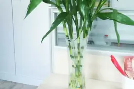 水培富贵竹，有3个简单小方法，一年四季绿油油，翠绿美观茂盛图片