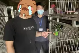 网购一只“会说话的鹦鹉”，福建一男子被判拘役3个月惹争议图片