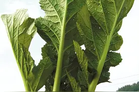芥菜的味道图片