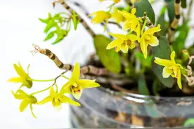 石斛——可以当花养的“仙草”图片