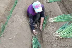 大葱定植移栽后如何施肥增产图片