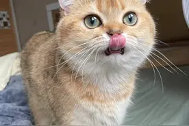 “金渐层”的这7个缺点，一般人驾驭不了，劝你不要轻易养！图片