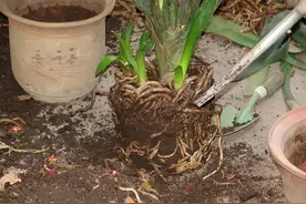 花盆里长出6种“小东西”，1分钟不要多等，及时断水、换盆、换土图片