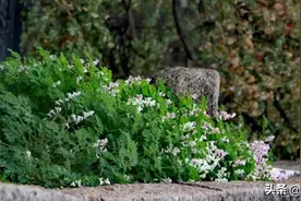 玊、乜、亼、丠、亖：这些真的不是错别字图片