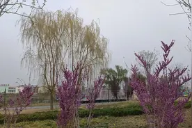 这样的傻子应该怎么办？图片