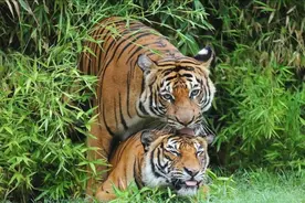 “百兽之王”老虎如此威猛，但它的交配时间，为何不超过1分钟？图片