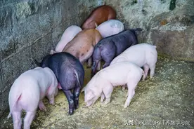 猪场母猪批次化生产经典10问！图片