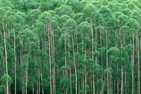 桉树被称为亡国树、断子绝孙树，为何广西还遍地种植桉树？图片